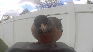 american robin