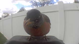 american robin