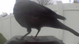 american crow