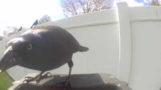 common grackle