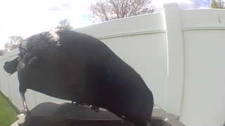 american crow