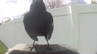 american crow