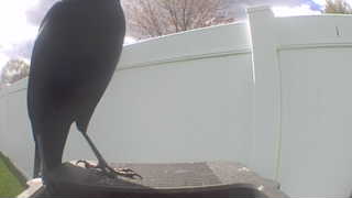 american crow