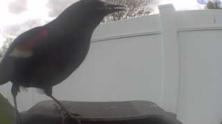 red-winged blackbird