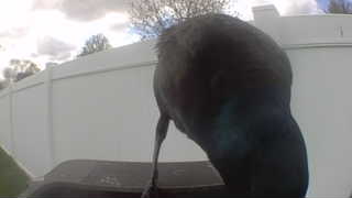 common grackle