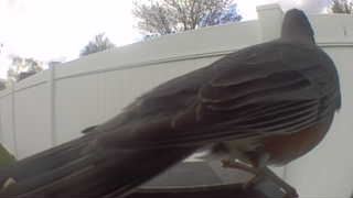 american robin