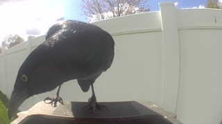 american crow