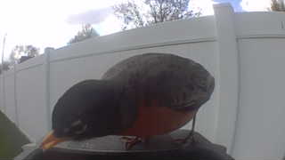 american robin