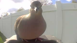 mourning dove