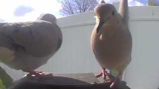 mourning dove