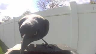 rock pigeon