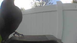 rock pigeon
