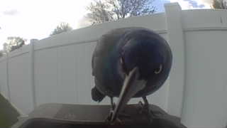 common grackle