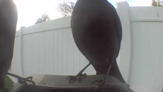 european starling