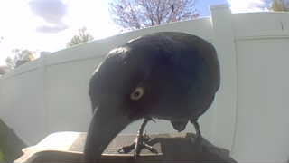 common grackle