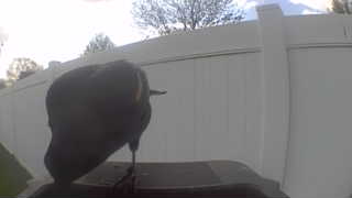 american crow