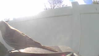 house sparrow