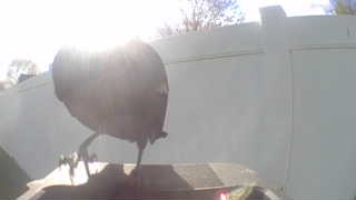 european starling