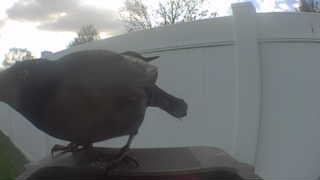 american robin