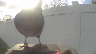 rock pigeon