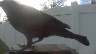 american crow