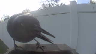 american crow
