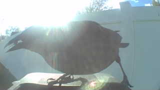 common grackle