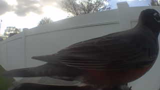 american robin