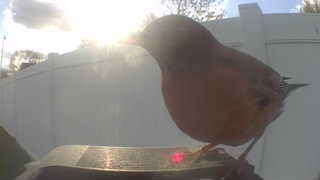 american robin