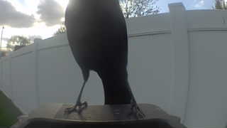 american crow