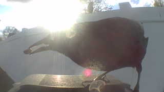 rock pigeon