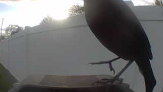 common grackle