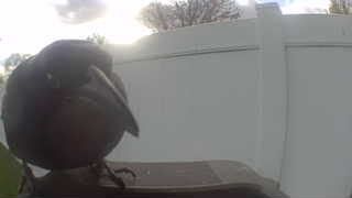 american crow