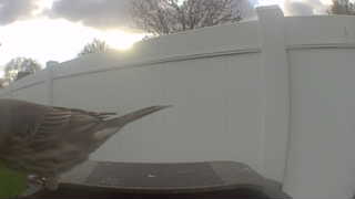 song sparrow