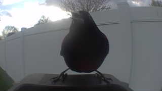 american robin