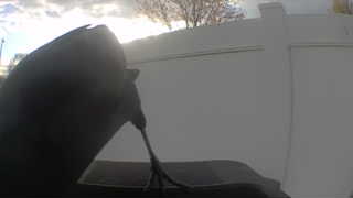 common grackle