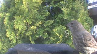 house finch