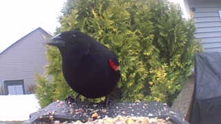 red-winged blackbird