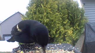 red-winged blackbird