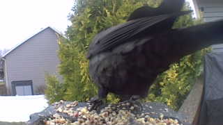 american crow