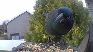 common grackle