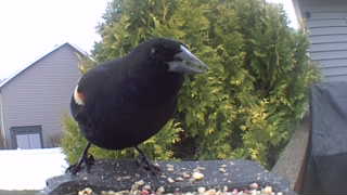 red-winged blackbird