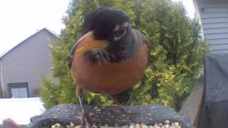 american robin