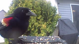 red-winged blackbird
