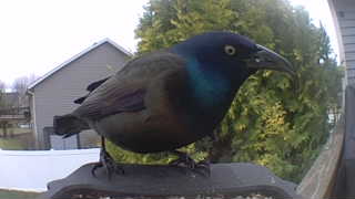 common grackle