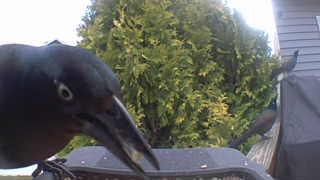 common grackle