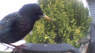 european starling