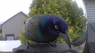 common grackle