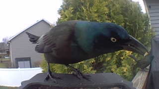 common grackle