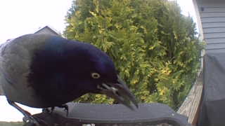 common grackle